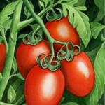 Paste Tomato Seeds - Roma - Sow True Seed