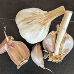 Czech Broadleaf Hardneck Garlic - Sow True Seed