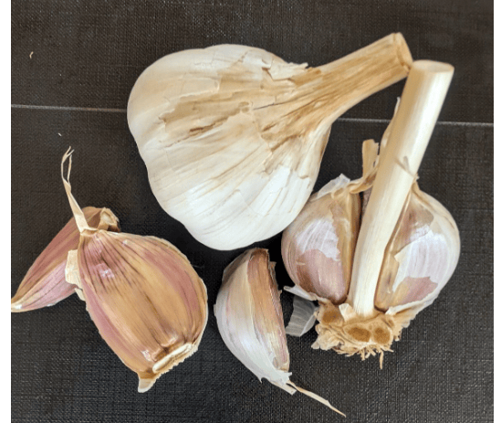 Czech Broadleaf Hardneck Garlic - Sow True Seed