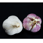 Rosewood Hardneck Garlic - Sow True Seed