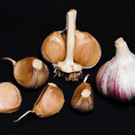 Russian Red Hardneck Garlic - Sow True Seed