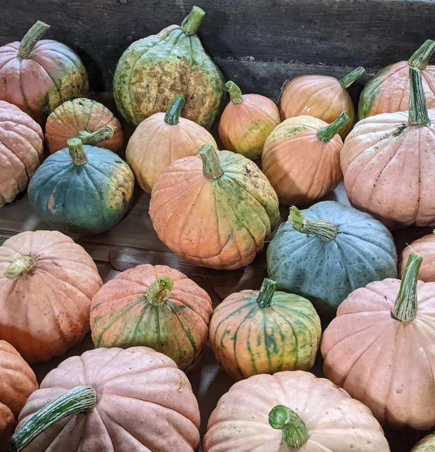 Winter Squash Seeds - NC Candy Roaster - Sow True Seed