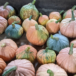 Winter Squash Seeds - NC Candy Roaster - Sow True Seed