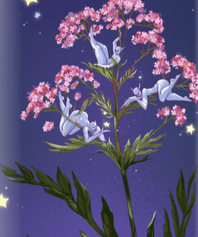 Valerian Seeds - Sow True Seed