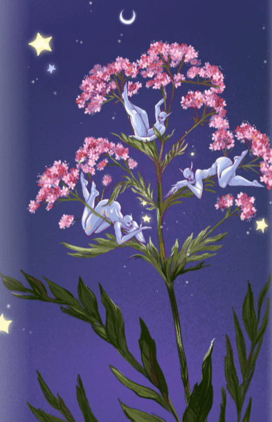 valerian plant seeds Valerian Herb Seeds | Sow True Seed