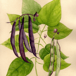 Bush Bean Seeds - Royal Burgundy - Sow True Seed