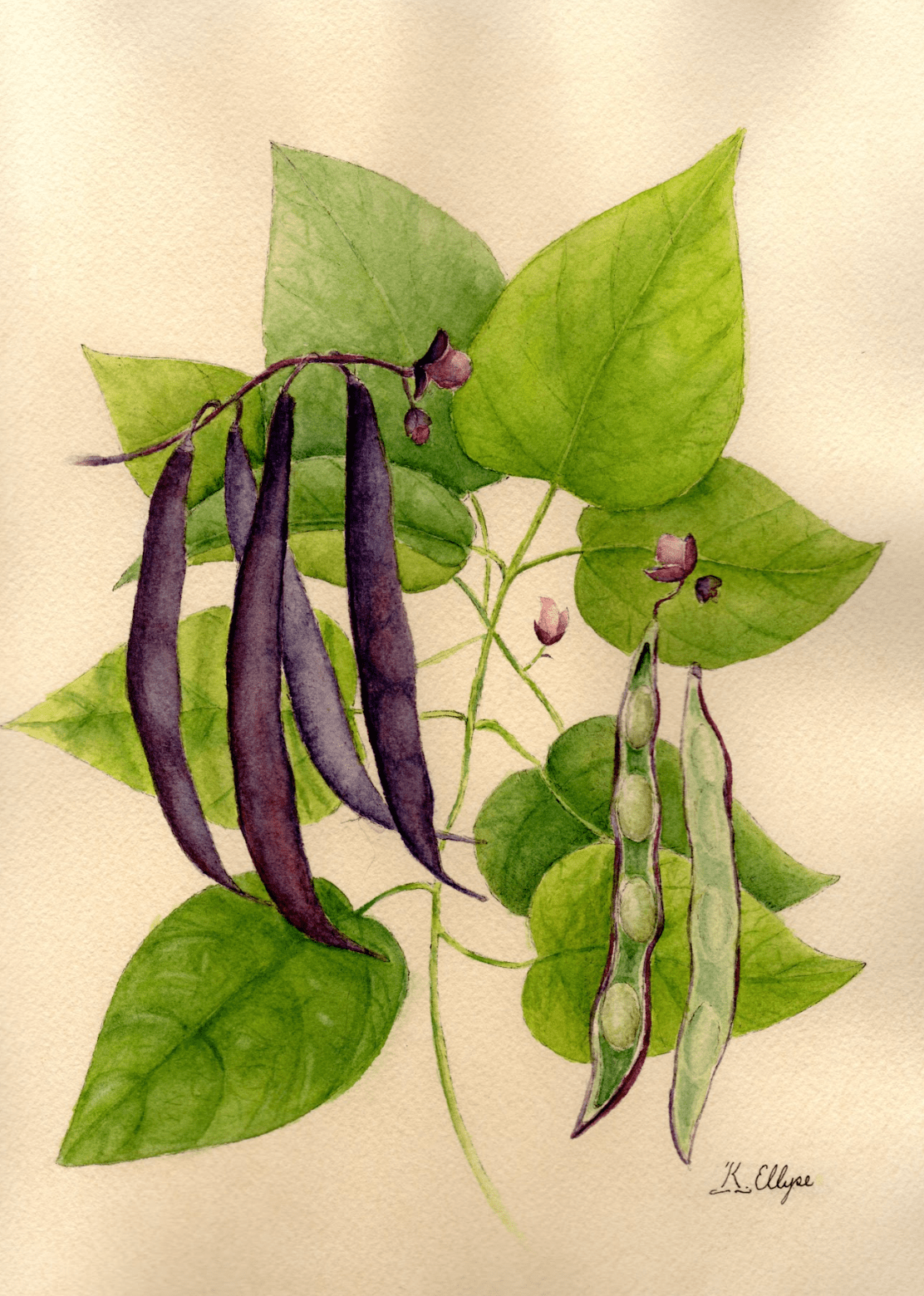 Bush Bean Seeds - Royal Burgundy - Sow True Seed