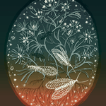 Cumin Seeds - Sow True Seed