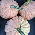 Winter Squash Seeds - NC Candy Roaster - Sow True Seed