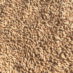 Wheat Seeds - NuEast Red - Sow True Seed