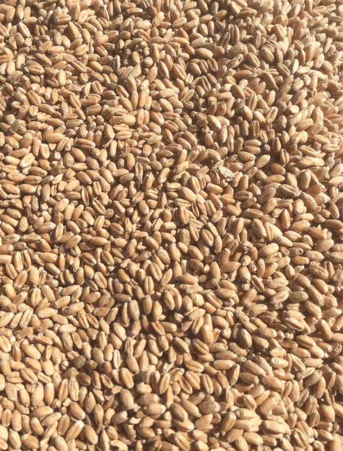 hard red winter wheat seed for planting NuEast Red Wheat Seeds | Sow True Seed