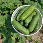 Slicing Cucumber Seeds  - South Wind Slicer - Sow True Seed