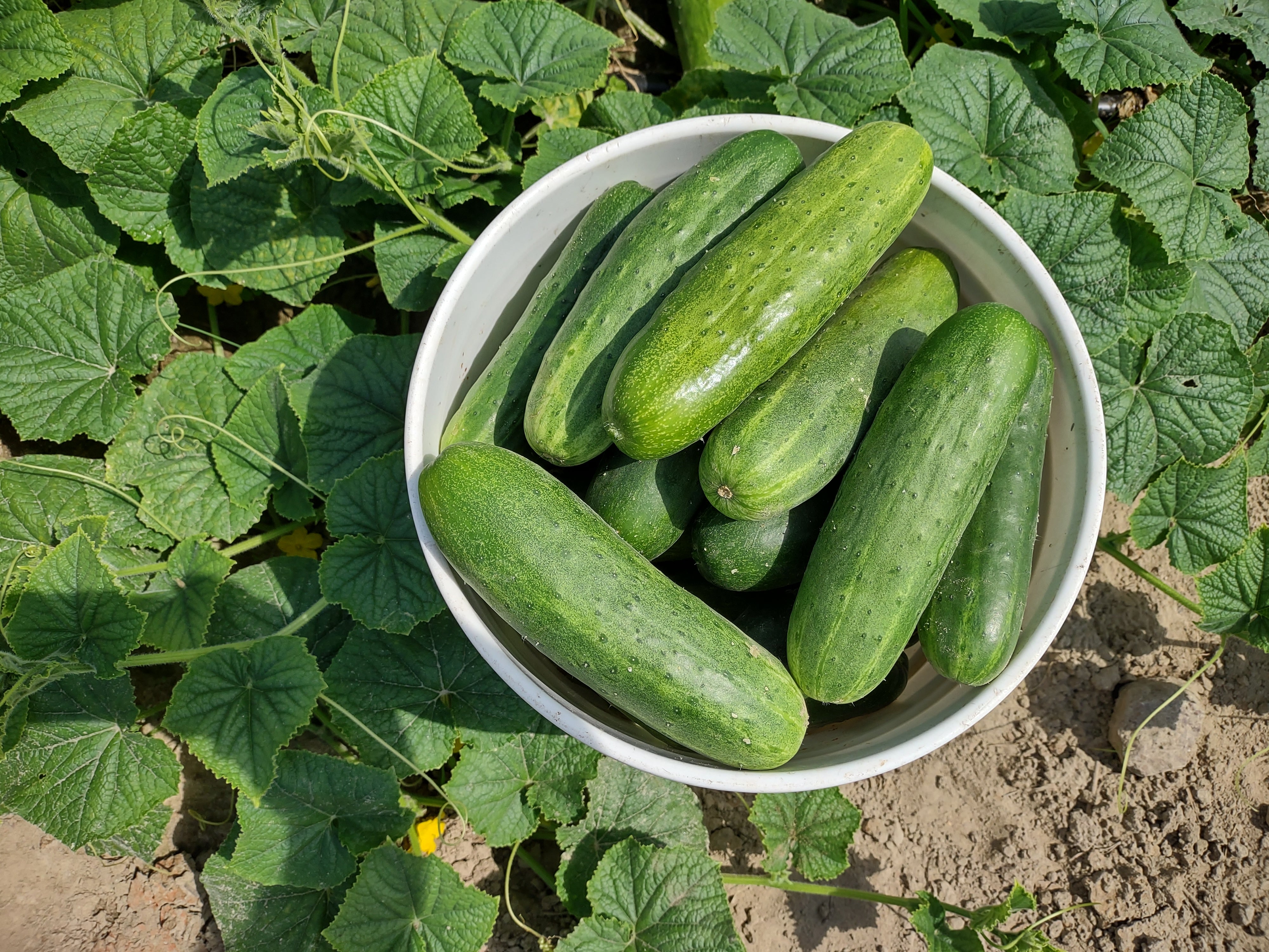 Slicing Cucumber Seeds  - South Wind Slicer - Sow True Seed