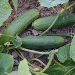 Slicing Cucumber Seeds  - South Wind Slicer - Sow True Seed