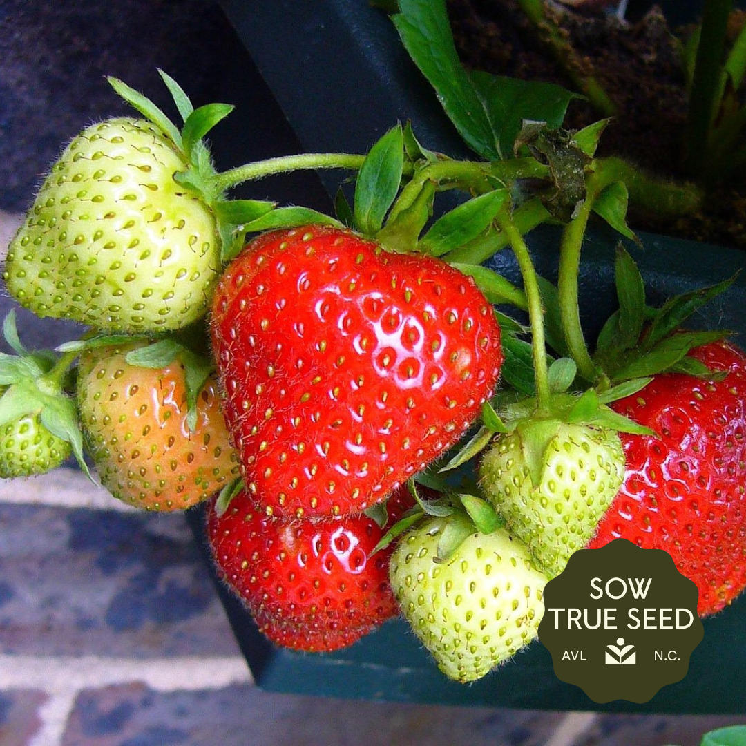 sow strawberry seeds Sparkle Strawberry Plants