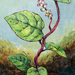 Summer Spinach Seeds - Malabar, Red Stemmed - Sow True Seed