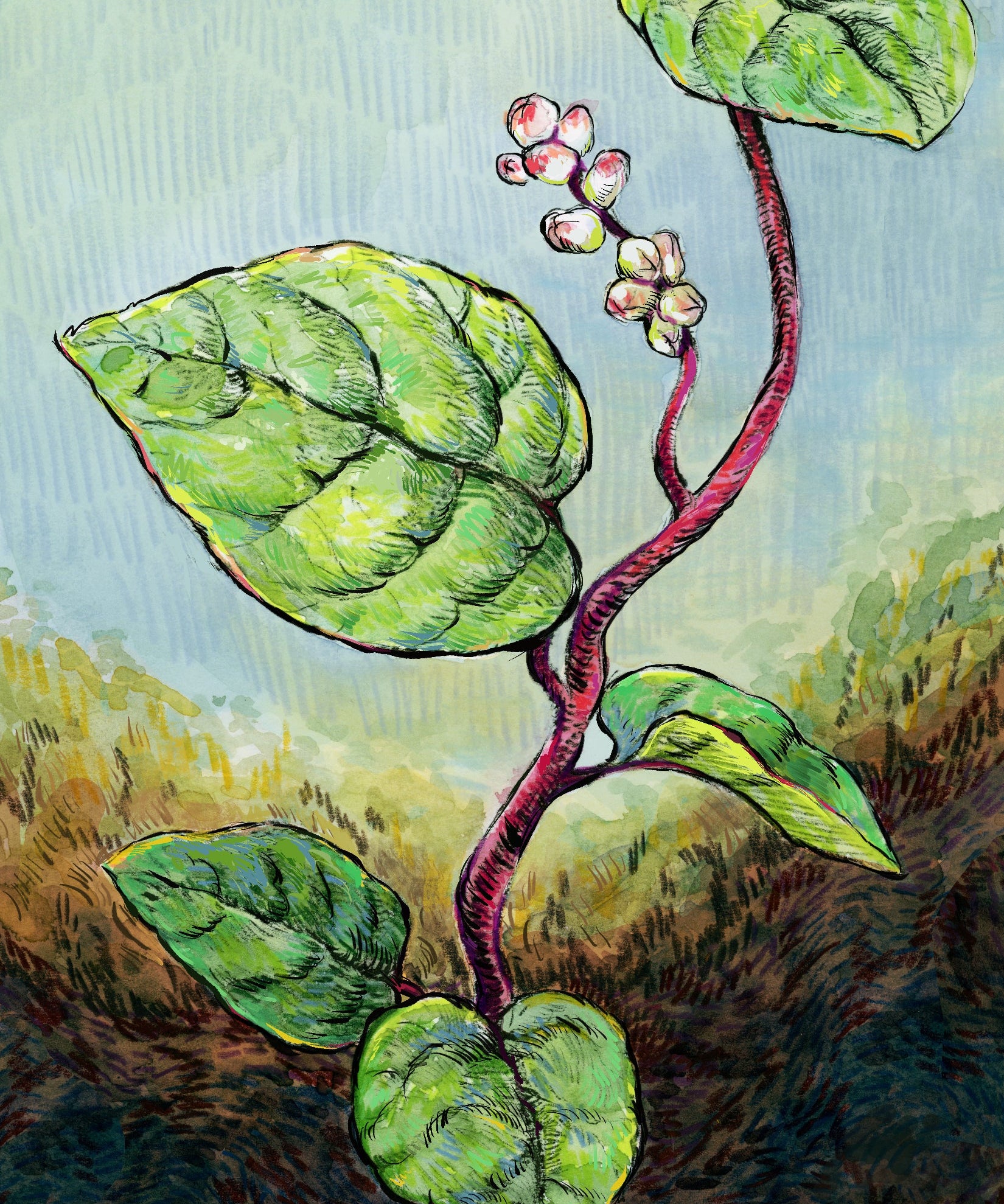 Summer Spinach Seeds - Malabar, Red Stemmed - Sow True Seed