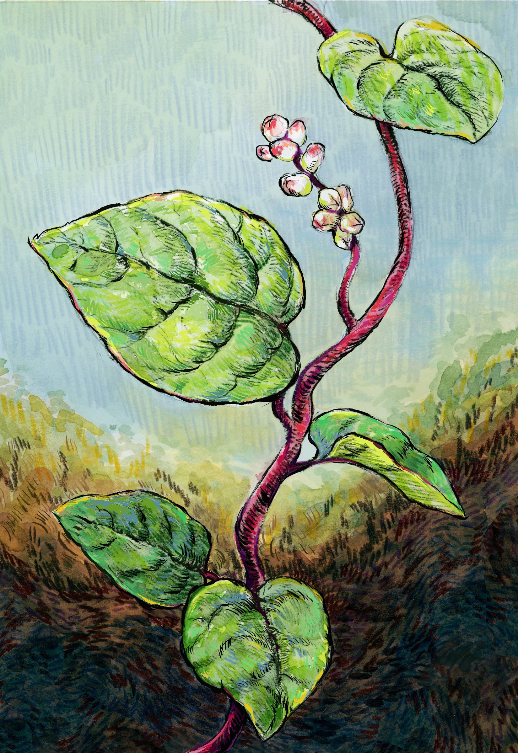 Summer Spinach Seeds - Malabar, Red Stemmed - Sow True Seed