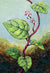 Summer Spinach Seeds - Malabar, Red Stemmed