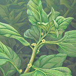 Summer Spinach Seeds - New Zealand - Sow True Seed