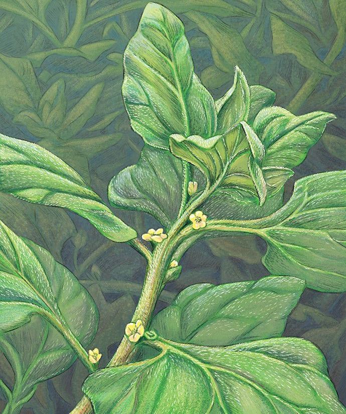Summer Spinach Seeds - New Zealand - Sow True Seed