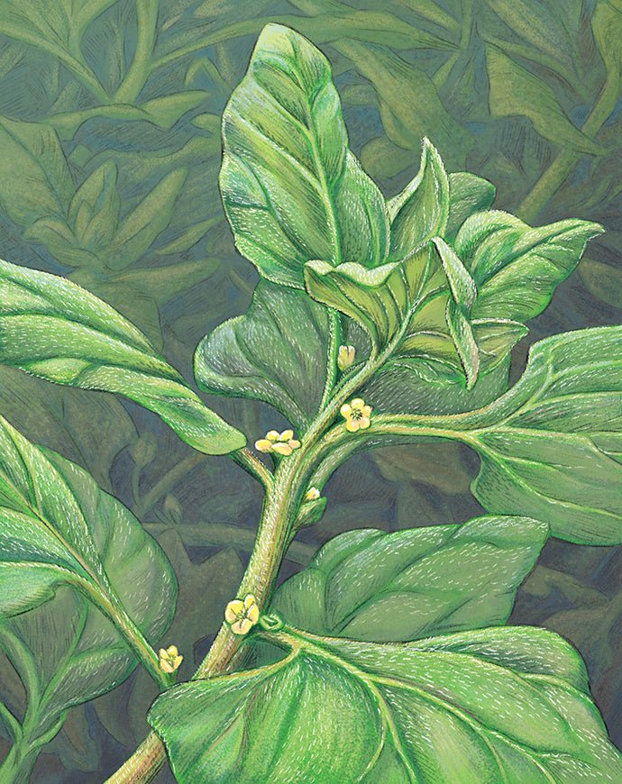 Summer Spinach Seeds - New Zealand - Sow True Seed