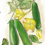 Summer Squash Seeds - Black Beauty Zucchini - Sow True Seed