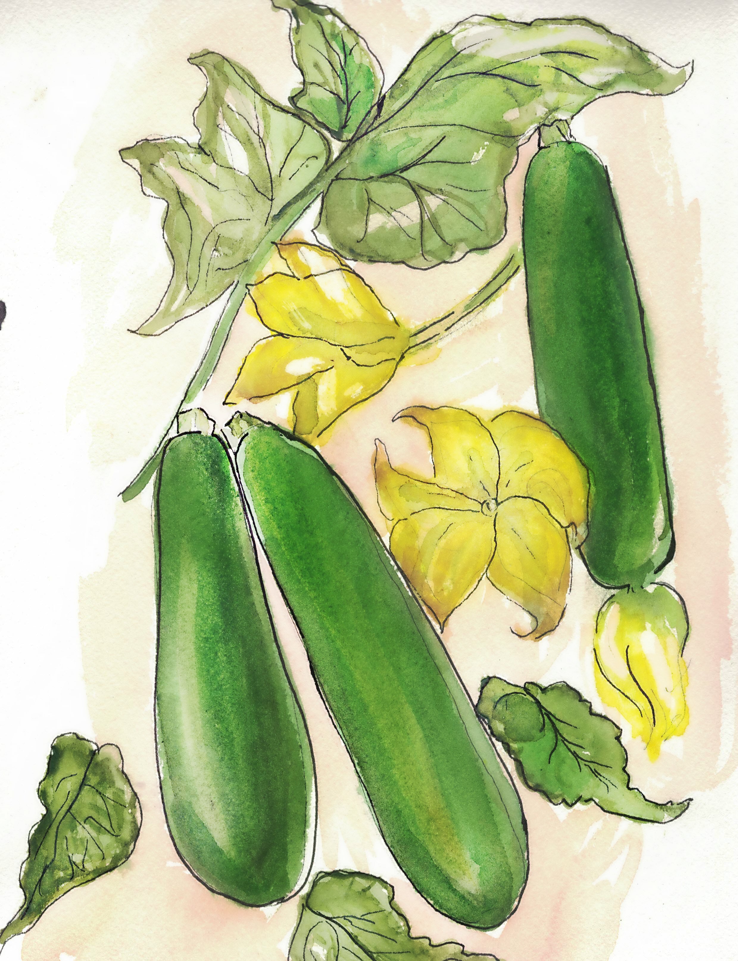Summer Squash Seeds - Black Beauty Zucchini - Sow True Seed