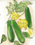 Summer Squash Seeds - Black Beauty Zucchini