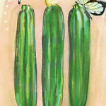 Summer Squash Seeds - Cocozelle Zucchini - Sow True Seed