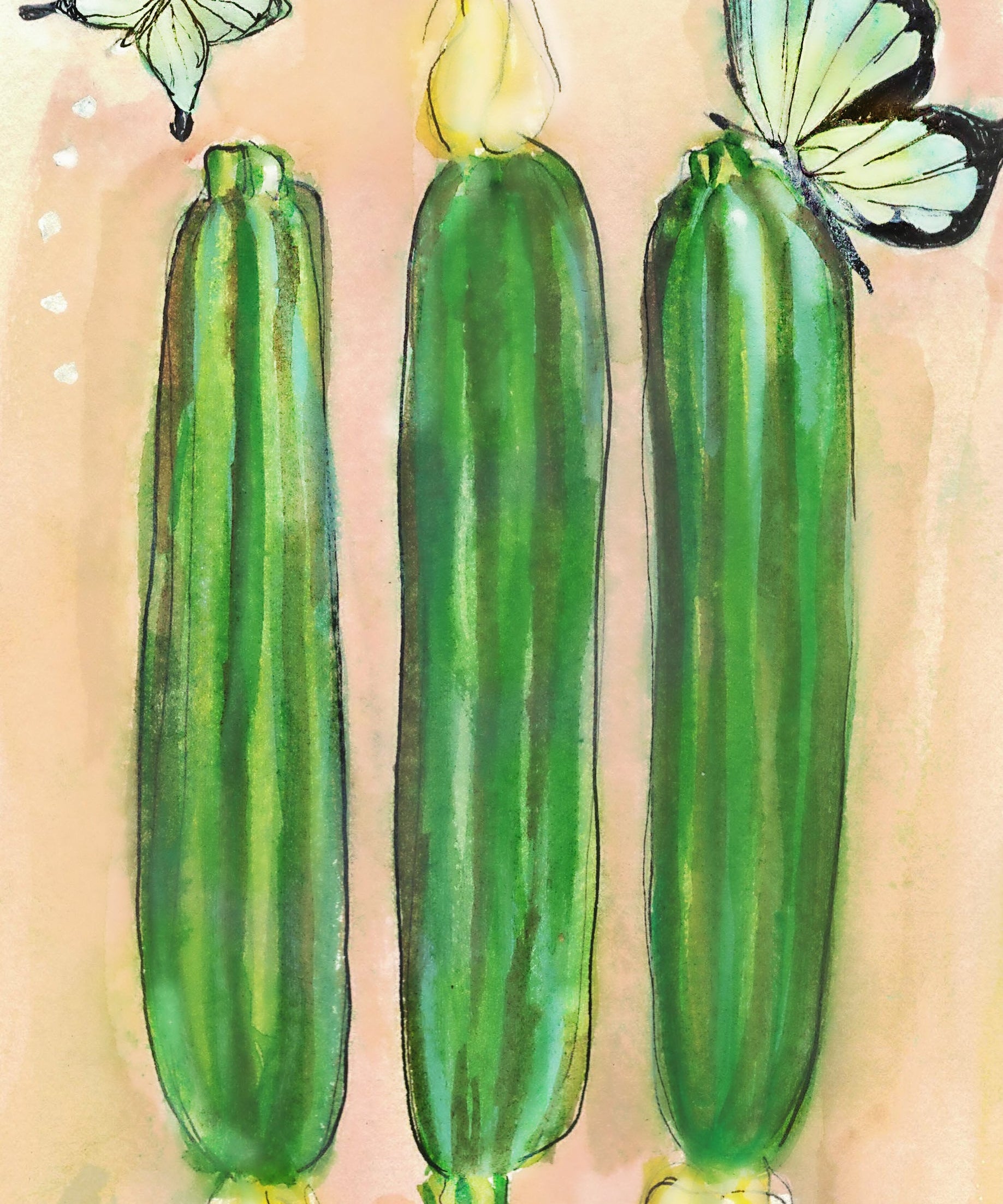 Summer Squash Seeds - Cocozelle Zucchini - Sow True Seed