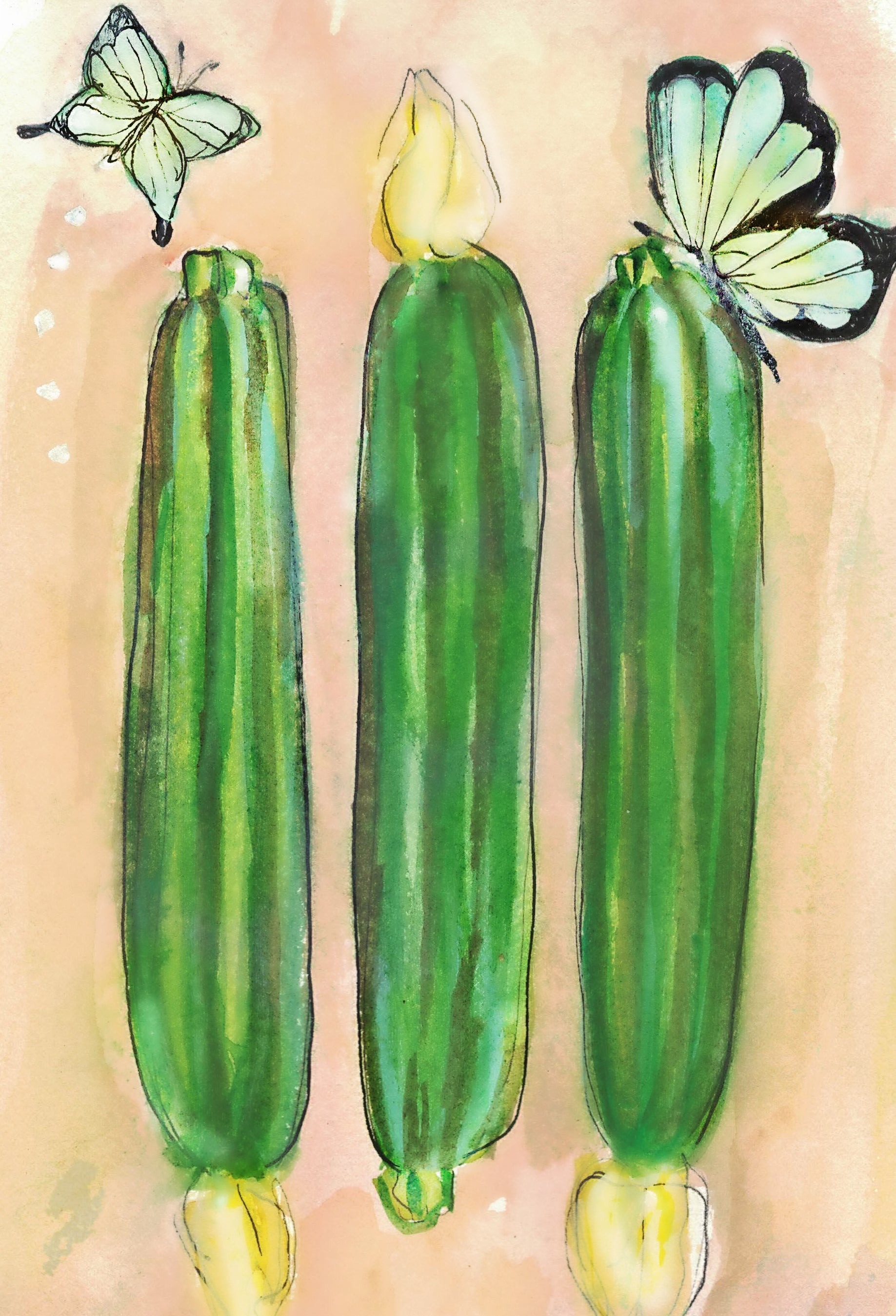 Summer Squash Seeds - Cocozelle Zucchini - Sow True Seed