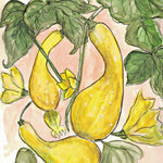 Summer Squash Seeds - Early Summer Crookneck, ORGANIC - Sow True Seed