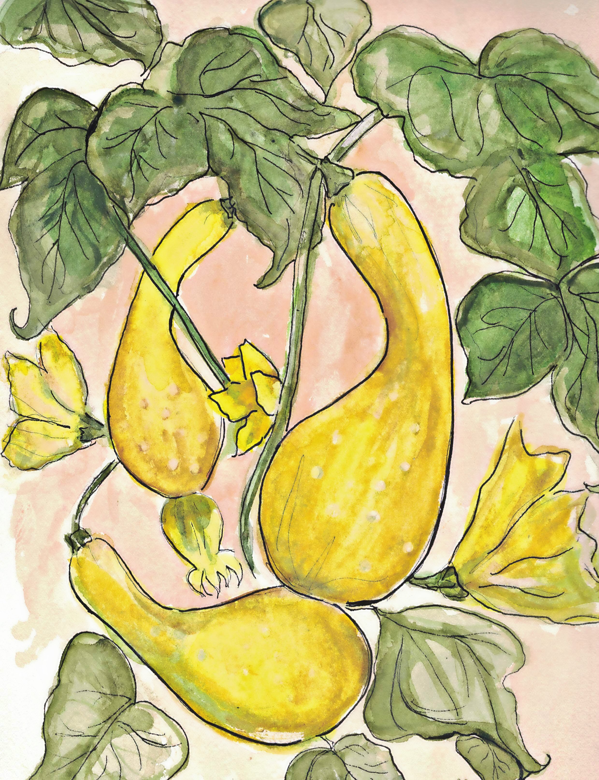 Summer Squash Seeds - Early Summer Crookneck, ORGANIC - Sow True Seed