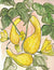 Summer Squash Seeds - Early Summer Crookneck, ORGANIC