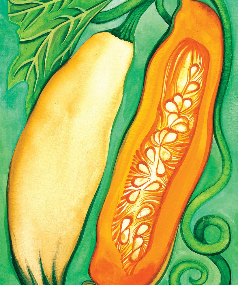 Winter Squash Seeds - North Georgia Candy Roaster - Sow True Seed