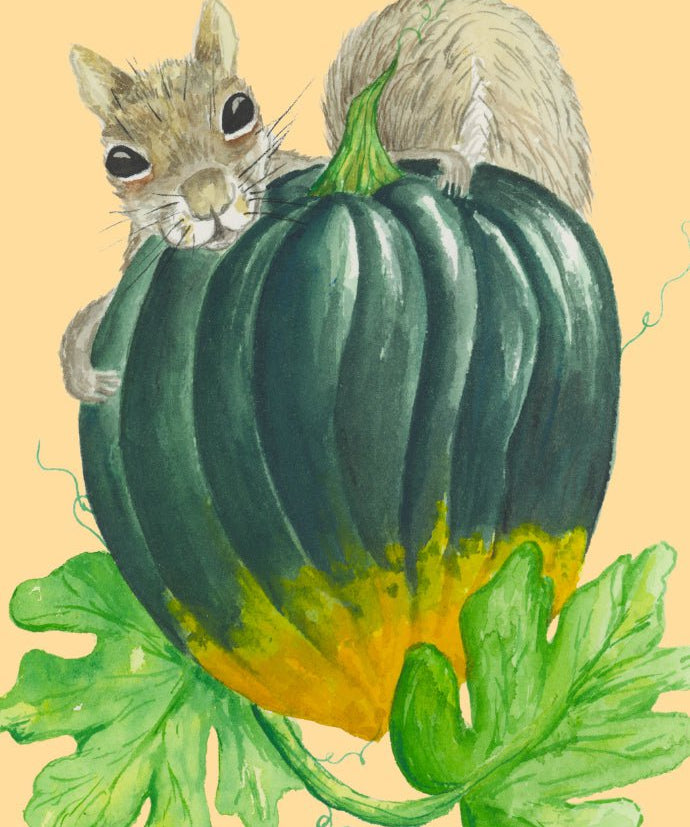 Winter Squash Seeds - Table Queen Bush Acorn, ORGANIC - Sow True Seed