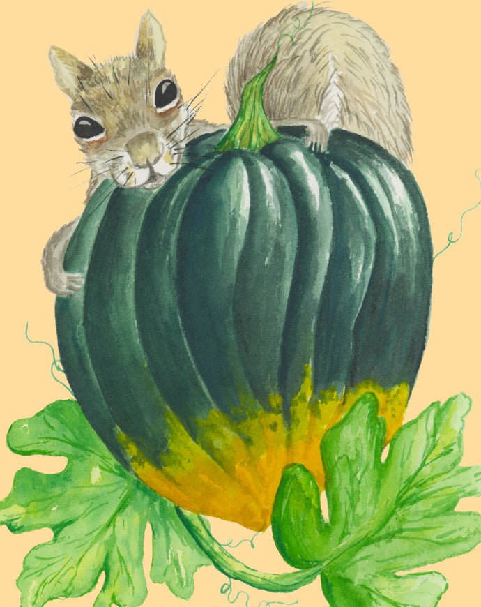 Winter Squash Seeds - Table Queen Bush Acorn, ORGANIC - Sow True Seed