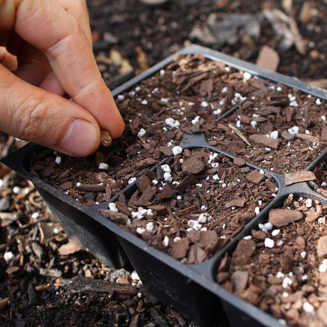 Starting Healthy Seedlings with Sow True Seed