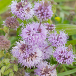 Pennyroyal Seeds - Sow True Seed