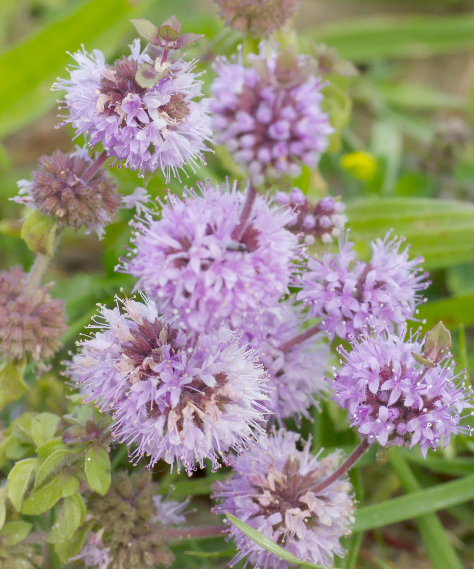 Pennyroyal Seeds - Sow True Seed
