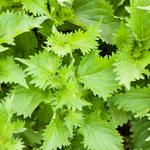 Shiso Seeds - Ohba Ao - Sow True Seed