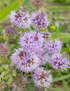 Pennyroyal Seeds