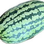 Watermelon Seeds - Carolina Cross - Sow True Seed
