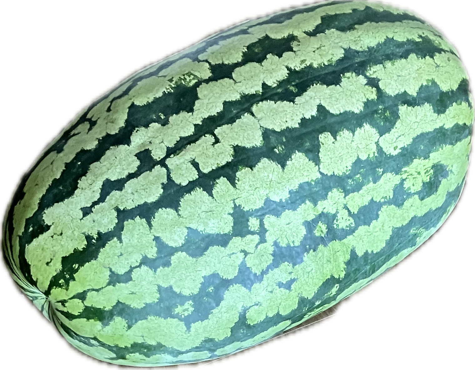 Watermelon Seeds - Carolina Cross - Sow True Seed