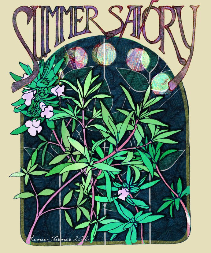 Summer Savory Seeds - Sow True Seed