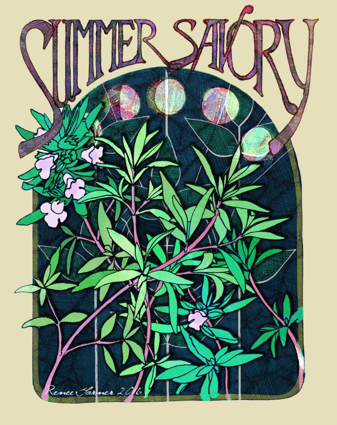 Summer Savory Seeds - Sow True Seed