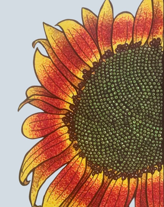 Sunflower Seeds - Autumn Beauty - Sow True Seed