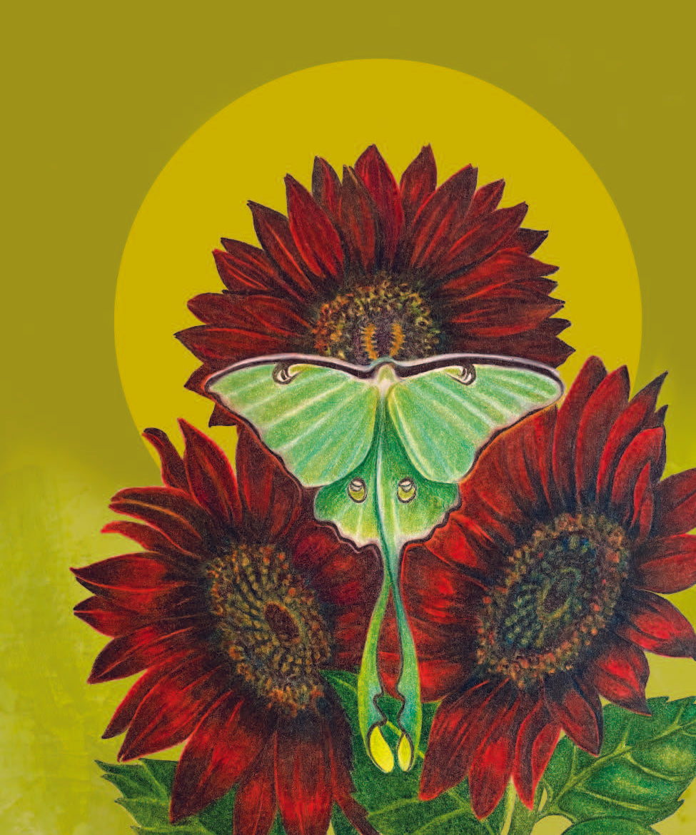 Sunflower Seeds - Chocolate Cherry - Sow True Seed