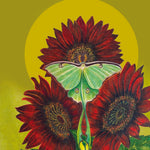 Sunflower Seeds - Chocolate Cherry - Sow True Seed